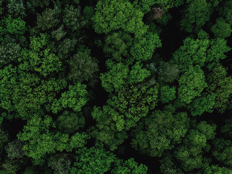 árboles, naturaleza, medioambiente, sustentabilidad